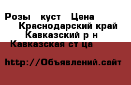 Розы , куст › Цена ­ 100-150 - Краснодарский край, Кавказский р-н, Кавказская ст-ца  »    